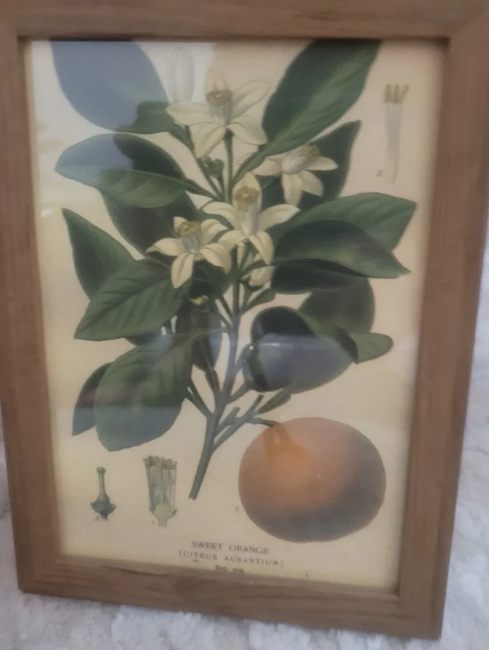 Botanical Sweet Orange Wall Art Print in Green and Cream - Unbranded